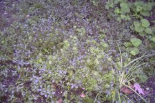 Ground cover.JPG