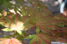 IMG_0752.JPG