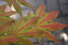 IMG_0754.JPG