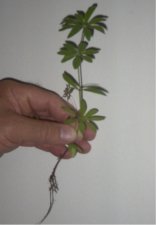 Ground cover weed.jpg