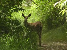 6 15 05 022 DeerMLC.jpg