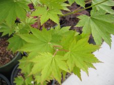 IMG_3226_3_1.JPG