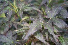 Crumpled_leaf_17_06_2005 01.jpg