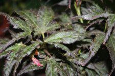 crumpled_leaf_7_07_05.JPG