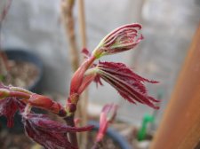 IMG_1314_3_1.JPG