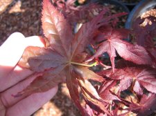 IMG_2039_4_1.JPG