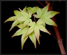 2005_07_leaves_small.jpg