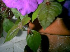 Pict0102.JPG