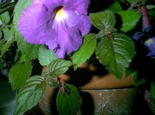 Pict0103.JPG