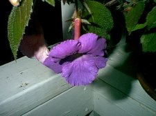 Pict0104.JPG