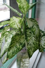whole plant.jpg
