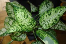 leaves.jpg