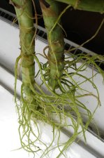 roots.jpg
