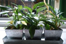 5-in-planter.jpg
