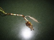 IMG_0240.JPG