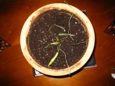 IMG_0225.JPG