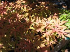 IMG_3445_1_1.JPG