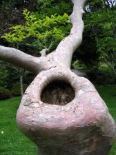 holetree.jpg