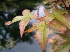 leaves2.jpg