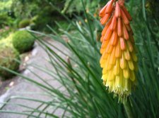 weirdplant.jpg