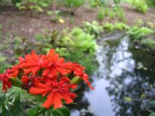 redflower.jpg