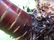 treesap.jpg