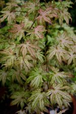 IMG_0095_1_1_1.JPG