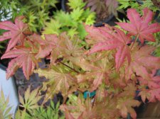 IMG_3216_3_1.JPG