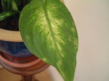 Dieffenbachia1.JPG
