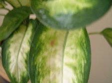 Dieffenbachia2.JPG