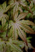 IMG_0096_1_1_1.JPG