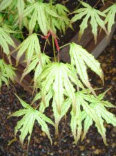 springmaples0031_1_2.JPG