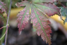 IMG_1075.JPG