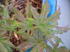 IMG_3318_3_1.JPG