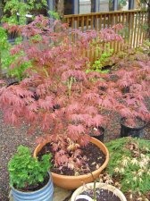 springmaples0029_1_1.JPG