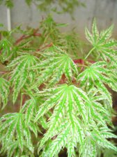springmaples0019_1_2.JPG