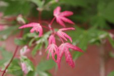 Asahi_2005_05_21.jpg