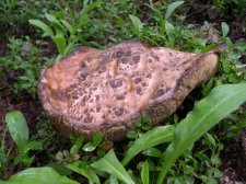 mushroom1a-1024.jpg