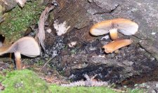 mushroom3c-1024.jpg