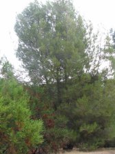 sz 2 and 1 needle 4 inch tree.JPG
