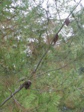 sz 2 and 1 needle 4 inch branch.JPG