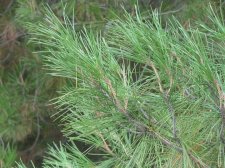 sz 2 and 1 needle 4 inch close.JPG