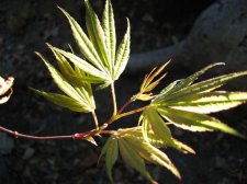 IMG_3494_2_1.JPG