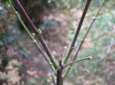 IMG_3528_2_1.JPG