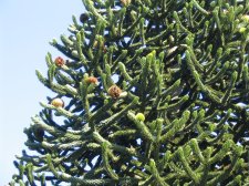 monkey puzzle tree.jpg