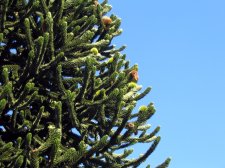 monkey puzzle tree FM.jpg