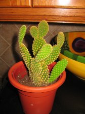 IMG_3017.jpg