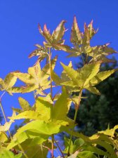 A.palmatum aureum.jpg