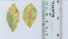 leaves - back.jpg