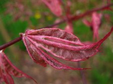ACER  SHIRAZZ 26-04-2009 11-32-21.jpg